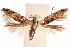  ( - CCDB-30810-A11)  @11 [ ] CreativeCommons - Attribution (2018) CBG Photography Group Centre for Biodiversity Genomics