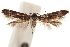  ( - CCDB-30810-C09)  @11 [ ] CreativeCommons - Attribution (2018) CBG Photography Group Centre for Biodiversity Genomics