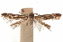  ( - CCDB-30810-C10)  @11 [ ] CreativeCommons - Attribution (2018) CBG Photography Group Centre for Biodiversity Genomics