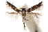  (Mompha metallifera - CCDB-30810-C11)  @13 [ ] CreativeCommons - Attribution (2018) CBG Photography Group Centre for Biodiversity Genomics