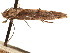  ( - CCDB-30810-D06)  @11 [ ] CreativeCommons - Attribution (2018) CBG Photography Group Centre for Biodiversity Genomics