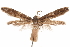  ( - CCDB-30810-E04)  @11 [ ] CreativeCommons - Attribution (2018) CBG Photography Group Centre for Biodiversity Genomics