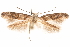  ( - CCDB-30810-F02)  @11 [ ] CreativeCommons - Attribution (2018) CBG Photography Group Centre for Biodiversity Genomics