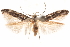  ( - CCDB-30810-F03)  @11 [ ] CreativeCommons - Attribution (2018) CBG Photography Group Centre for Biodiversity Genomics