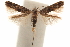  ( - CCDB-30810-F04)  @11 [ ] CreativeCommons - Attribution (2018) CBG Photography Group Centre for Biodiversity Genomics
