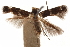 ( - CCDB-30810-F07)  @11 [ ] CreativeCommons - Attribution (2018) CBG Photography Group Centre for Biodiversity Genomics