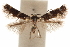  ( - CCDB-30810-F08)  @11 [ ] CreativeCommons - Attribution (2018) CBG Photography Group Centre for Biodiversity Genomics