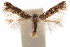  ( - CCDB-30810-F09)  @11 [ ] CreativeCommons - Attribution (2018) CBG Photography Group Centre for Biodiversity Genomics