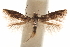  ( - CCDB-30810-F10)  @11 [ ] CreativeCommons - Attribution (2018) CBG Photography Group Centre for Biodiversity Genomics