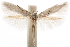  ( - CCDB-30810-G01)  @12 [ ] CreativeCommons - Attribution (2018) CBG Photography Group Centre for Biodiversity Genomics