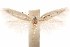  ( - CCDB-30810-G05)  @11 [ ] CreativeCommons - Attribution (2018) CBG Photography Group Centre for Biodiversity Genomics
