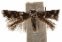  (Elachista albicapitella - CCDB-30810-G08)  @11 [ ] CreativeCommons - Attribution (2018) CBG Photography Group Centre for Biodiversity Genomics
