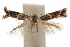  ( - CCDB-30810-G12)  @11 [ ] CreativeCommons - Attribution (2018) CBG Photography Group Centre for Biodiversity Genomics
