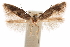  ( - CCDB-30810-H11)  @11 [ ] CreativeCommons - Attribution (2018) CBG Photography Group Centre for Biodiversity Genomics