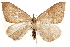  ( - CCDB-30812-A02)  @11 [ ] CreativeCommons - Attribution (2018) CBG Photography Group Centre for Biodiversity Genomics