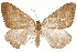  ( - CCDB-30812-A03)  @11 [ ] CreativeCommons - Attribution (2018) CBG Photography Group Centre for Biodiversity Genomics