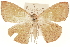  ( - CCDB-30812-B03)  @11 [ ] CreativeCommons - Attribution (2018) CBG Photography Group Centre for Biodiversity Genomics