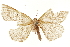  (Spododes authades - CCDB-30812-B12)  @11 [ ] CreativeCommons - Attribution (2018) CBG Photography Group Centre for Biodiversity Genomics
