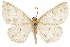  (Spododes auranticolor - CCDB-30812-C01)  @11 [ ] CreativeCommons - Attribution (2018) CBG Photography Group Centre for Biodiversity Genomics