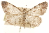  ( - CCDB-30812-D05)  @11 [ ] CreativeCommons - Attribution (2018) CBG Photography Group Centre for Biodiversity Genomics