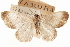  (Synecta mida - CCDB-30812-D06)  @11 [ ] CreativeCommons - Attribution (2018) CBG Photography Group Centre for Biodiversity Genomics