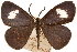  ( - CCDB-30812-D08)  @11 [ ] CreativeCommons - Attribution (2018) CBG Photography Group Centre for Biodiversity Genomics