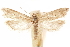  (Oxypteron eremica - CCDB-30812-D12)  @11 [ ] CreativeCommons - Attribution (2018) CBG Photography Group Centre for Biodiversity Genomics