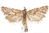  ( - CCDB-30812-E07)  @11 [ ] CreativeCommons - Attribution (2018) CBG Photography Group Centre for Biodiversity Genomics
