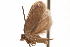  ( - CCDB-30812-F11)  @11 [ ] CreativeCommons - Attribution (2018) CBG Photography Group Centre for Biodiversity Genomics