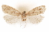  (Pelochrista arizonae - CCDB-30812-G03)  @11 [ ] CreativeCommons - Attribution (2018) CBG Photography Group Centre for Biodiversity Genomics