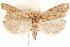  ( - CCDB-30812-G04)  @11 [ ] CreativeCommons - Attribution (2018) CBG Photography Group Centre for Biodiversity Genomics