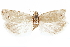  ( - CCDB-30812-G09)  @11 [ ] CreativeCommons - Attribution (2018) CBG Photography Group Centre for Biodiversity Genomics