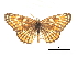  ( - CCDB-30813-H04)  @11 [ ] CreativeCommons - Attribution (2017) Jacopo Dercole Centre for Biodiversity Genomics