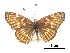  ( - CCDB-30813-H05)  @11 [ ] CreativeCommons - Attribution (2017) Jacopo Dercole Centre for Biodiversity Genomics