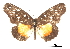  ( - CCDB-30814-A08)  @12 [ ] CreativeCommons - Attribution (2017) Jacopo Dercole Centre for Biodiversity Genomics