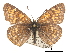  ( - CCDB-30814-B05)  @13 [ ] CreativeCommons - Attribution (2017) Jacopo Dercole Centre for Biodiversity Genomics