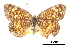  ( - CCDB-30814-C05)  @11 [ ] CreativeCommons - Attribution (2017) Jacopo Dercole Centre for Biodiversity Genomics