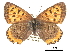  ( - CCDB-30815-F12)  @14 [ ] CreativeCommons - Attribution (2017) Jacopo Dercole Centre for Biodiversity Genomics