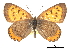  ( - CCDB-30815-G01)  @14 [ ] CreativeCommons - Attribution (2017) Jacopo Dercole Centre for Biodiversity Genomics