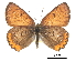  ( - CCDB-30815-G03)  @14 [ ] CreativeCommons - Attribution (2017) Jacopo Dercole Centre for Biodiversity Genomics