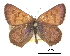  (Tharsalea mariposa - CCDB-30815-G06)  @14 [ ] CreativeCommons - Attribution (2017) Jacopo Dercole Centre for Biodiversity Genomics