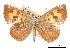  ( - CCDB-30815-G09)  @11 [ ] CreativeCommons - Attribution (2017) Jacopo Dercole Centre for Biodiversity Genomics