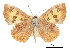  ( - CCDB-30815-G10)  @11 [ ] CreativeCommons - Attribution (2017) Jacopo Dercole Centre for Biodiversity Genomics