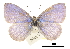 (Celastrina serotina - CCDB-30815-H10)  @14 [ ] CreativeCommons - Attribution (2017) Jacopo Dercole Centre for Biodiversity Genomics