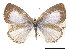  (Celastrina neglectamajor - CCDB-30816-A09)  @14 [ ] CreativeCommons - Attribution (2017) Jacopo Dercole Centre for Biodiversity Genomics