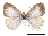  ( - CCDB-30816-A10)  @11 [ ] CreativeCommons - Attribution (2017) Jacopo Dercole Centre for Biodiversity Genomics
