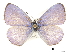  ( - CCDB-30816-A11)  @11 [ ] CreativeCommons - Attribution (2017) Jacopo Dercole Centre for Biodiversity Genomics