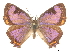 ( - CCDB-30816-B11)  @13 [ ] CreativeCommons - Attribution (2017) Jacopo Dercole Centre for Biodiversity Genomics