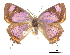  ( - CCDB-30816-B12)  @13 [ ] CreativeCommons - Attribution (2017) Jacopo Dercole Centre for Biodiversity Genomics