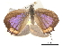  ( - CCDB-30816-C01)  @12 [ ] CreativeCommons - Attribution (2017) Jacopo Dercole Centre for Biodiversity Genomics